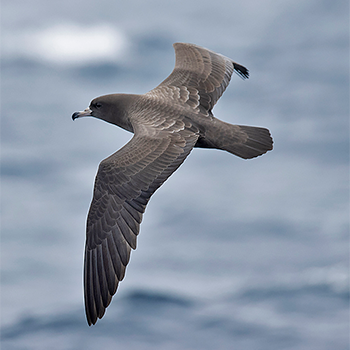 Flesh-footed Shearwater