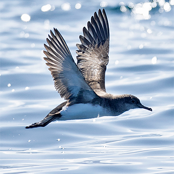 Fluttering Shearwater