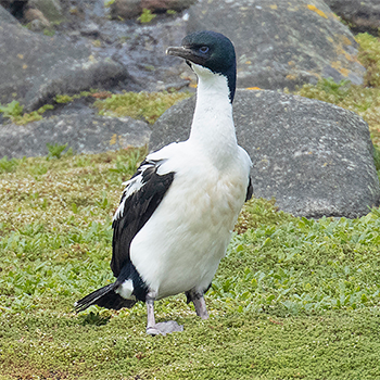 Foveaux Shag