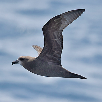 Grey-faced Petrel