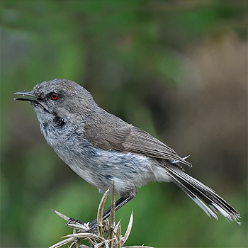 Grey Gerygone