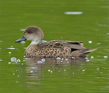 Grey Teal