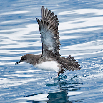 Hutton's Shearwater