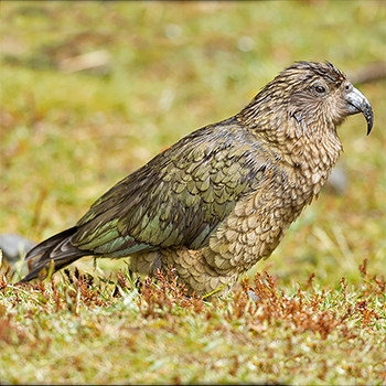 Kea