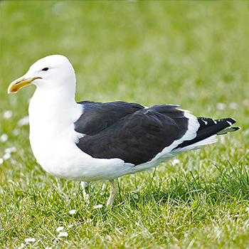 Kelp Gull