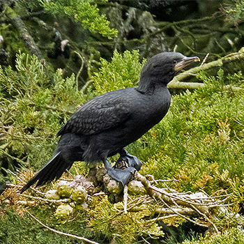 Little Black Cormorant