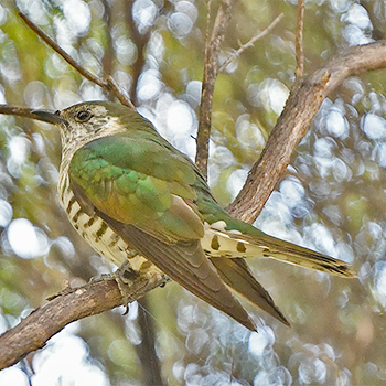 Little Bronze Cuckoo