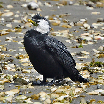 Little Pied Cormorant