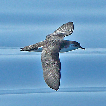 Little Shearwater
