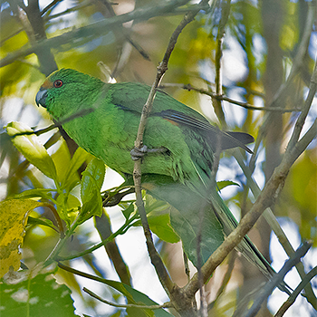 Malherbe's Parakeet
