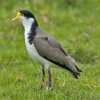 Masked Lapwing
