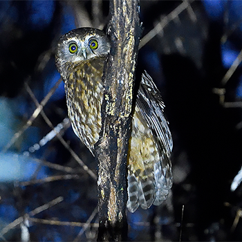 Morepork