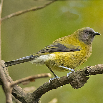 New Zealand Bellbird