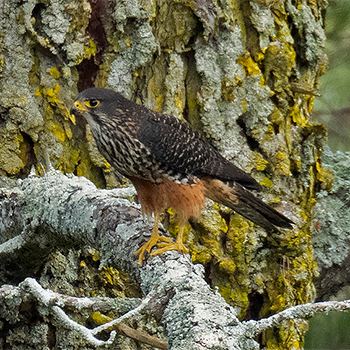 New Zealand Falcon