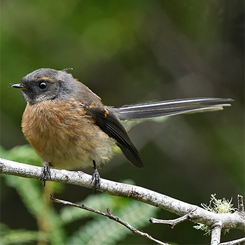 New Zealand Fantail