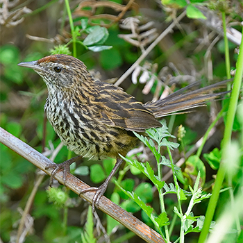 New Zealand Fernbird