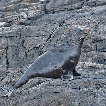 New Zealand Fur Seal