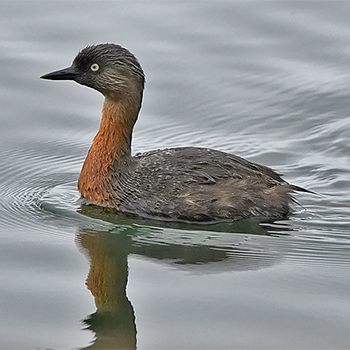 New Zealand Grebe