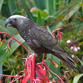 New Zealand Kaka