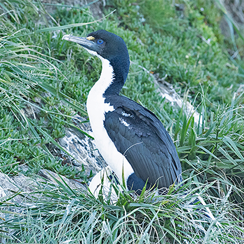 New Zealand King Shag
