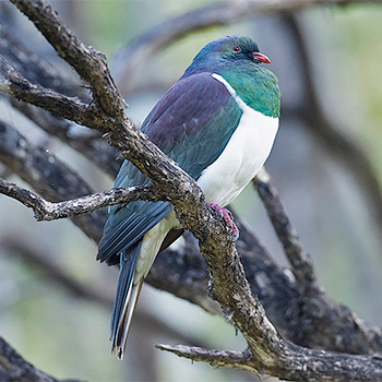New Zealand Pigeon