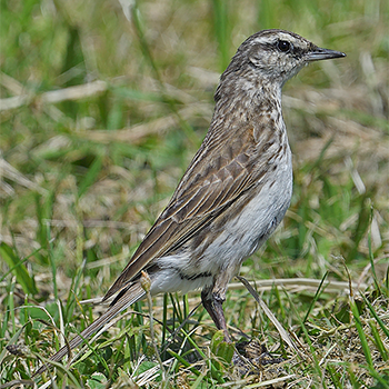 New Zealand Pipit