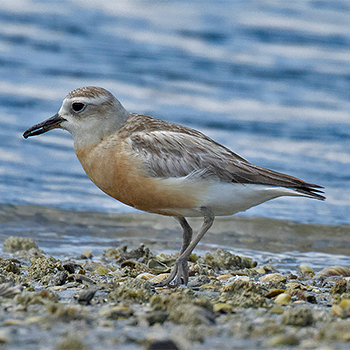 New Zealand Plover