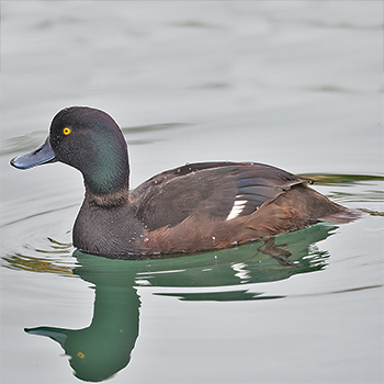 New Zealand Scaup