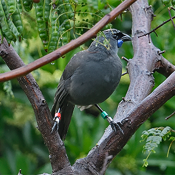 North Island Kokako