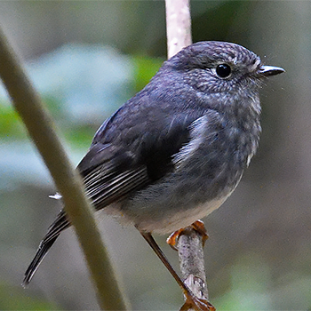 North Island Robin