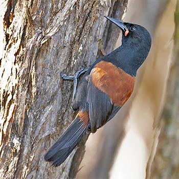 North Island Saddleback