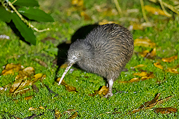 Northern Brown Kiwi