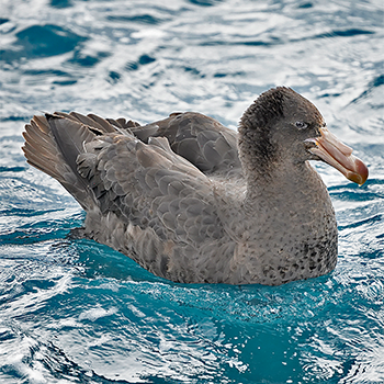 Northern Giant Petrel