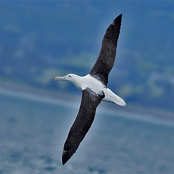 Northern Royal Albatross