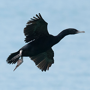 Otago Shag