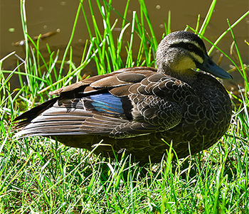 Pacific Black Duck