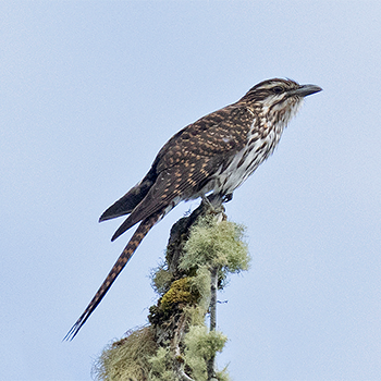 Pacific Long-tailed Cuckoo