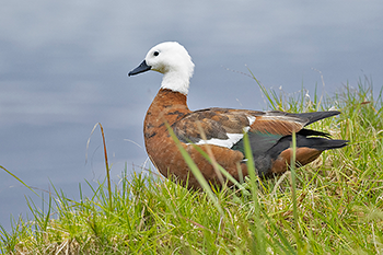 Paradise Shelduck (female)