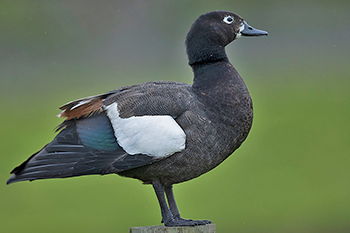 Paradise Shelduck (male)