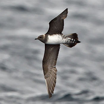 Parasitic Jaeger