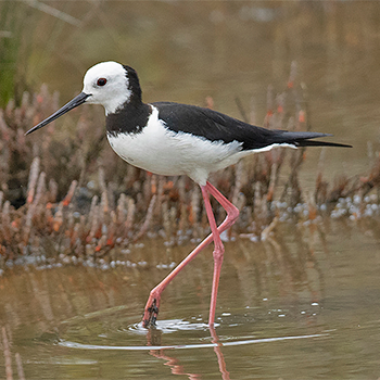 Pied Stilt