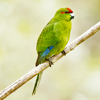 Red-crowned Parakeet