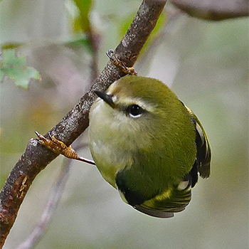 Rifleman (Titipounamu)
