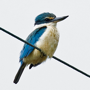 Sacred Kingfisher