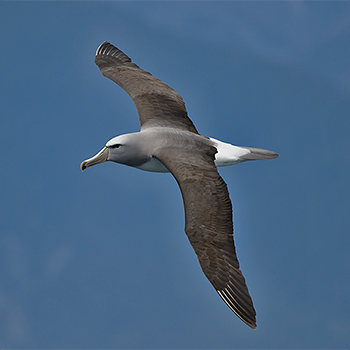 Salvin's Albatross