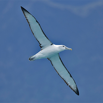 Shy (White-capped) Albatross
