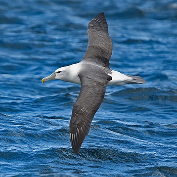 Shy (White-capped) Albatross