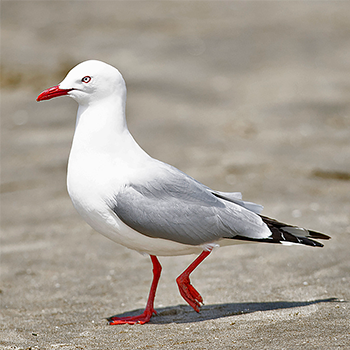 Silver Gull