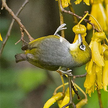 Silvereye