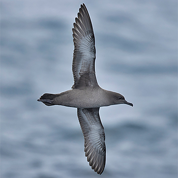 Sooty Shearwater